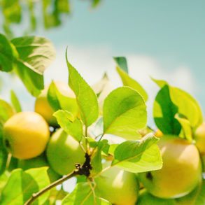 Gesunde Zutaten, einfaches Frühstück, selbstgemachtes Gelee, Gelee kochen, Gelee Rezept, Gelee ohne Gelantine kochen