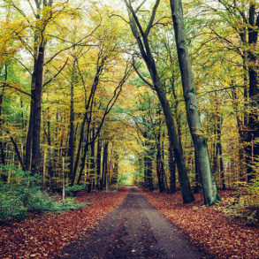 Winterblues, Herbstblues, Winterdepression, Sonne, Herbst, Joahnniskraut, Müdigkeit, Winterschlaf, Tageslichtlampen