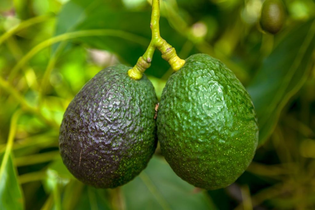 Woher Weiß Man Ob Eine Avocado Reif Ist Avocado - Wie stelle ich fest, dass sie wirklich reif ist?