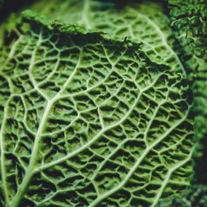 Rezept wirsing, wirsing rezepte, wirsing gemüse, wirsing auflauf, wirsing eintopf, wirsing kochen, wirsing zubereiten, rezepte mit wirsing, rezept mit wirsing, wirsing vegetarisch, wirsing pfanne, wirsing suppe