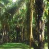 palmzucker verwendung, palmzucker kokosblütenzucker unterschied, palmzucker glykämischer index, palmzucker kaufen, palmzucker vorteile, palmzucker herstellung