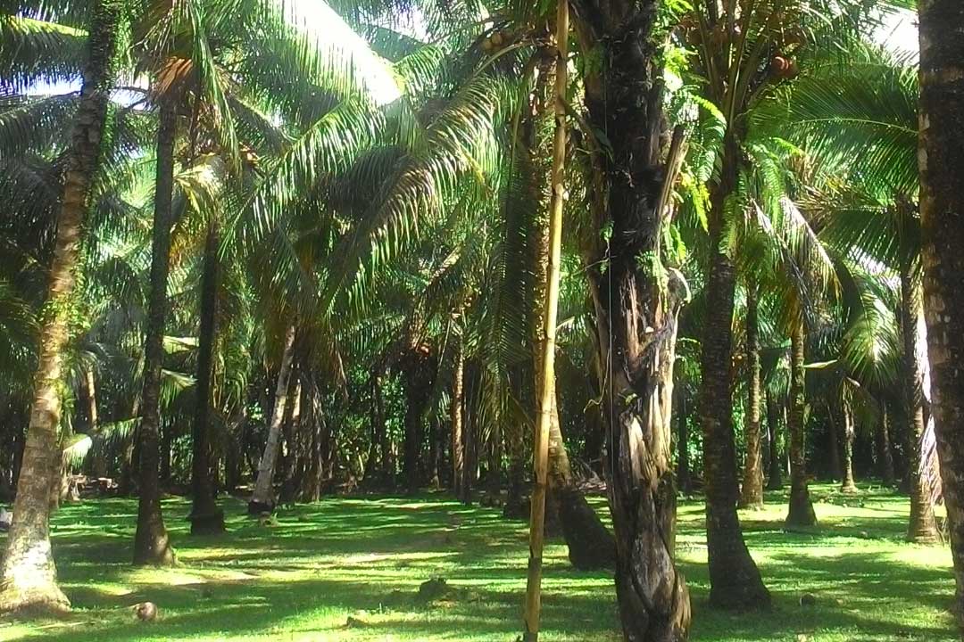 palmzucker verwendung, palmzucker kokosblütenzucker unterschied, palmzucker glykämischer index, palmzucker kaufen, palmzucker vorteile, palmzucker herstellung