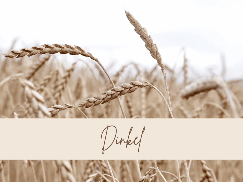 Reife Dinkelähren im Feld, Nahaufnahme mit weichem Hintergrund und natürlichem Licht.