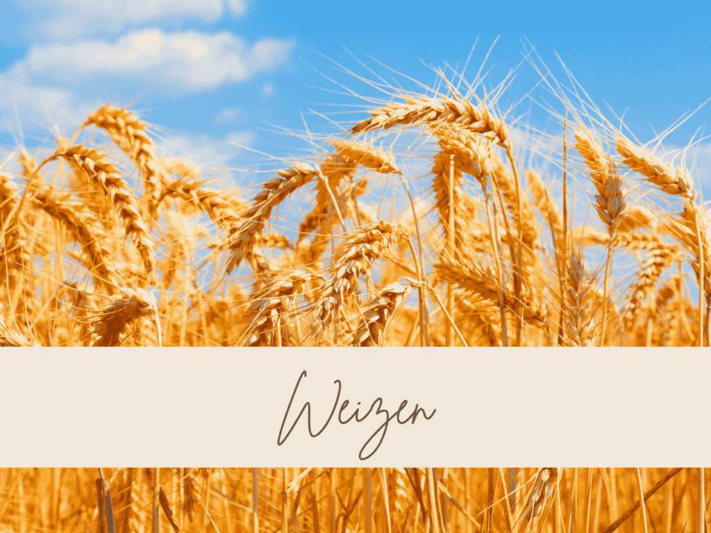 Goldenes Weizenfeld unter blauem Himmel mit Wolken, reife Ähren im Vordergrund.